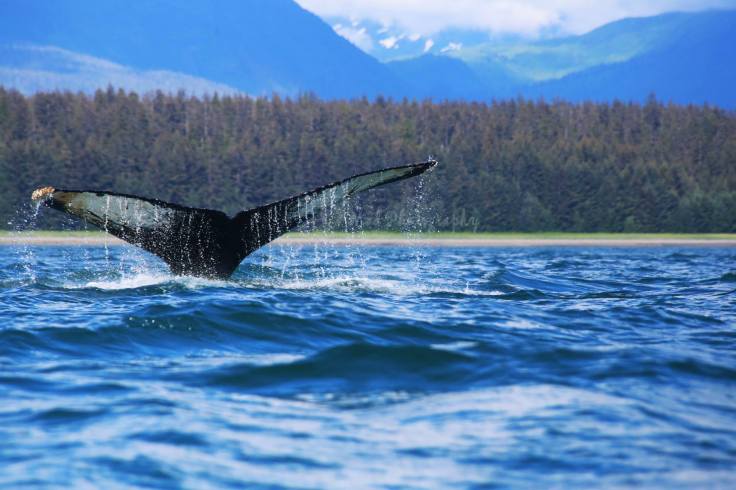 10571928_916334778382255_6465536451849421377_o